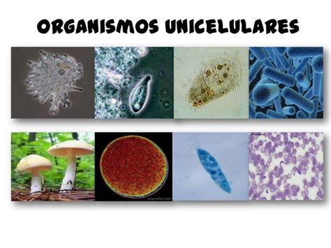 Organismos unicelulares