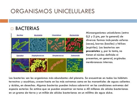 Organismos unicelulares y células procariotas