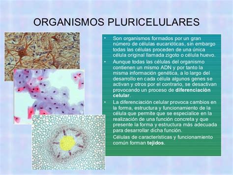 Organismos unicelulares y pluricelulares
