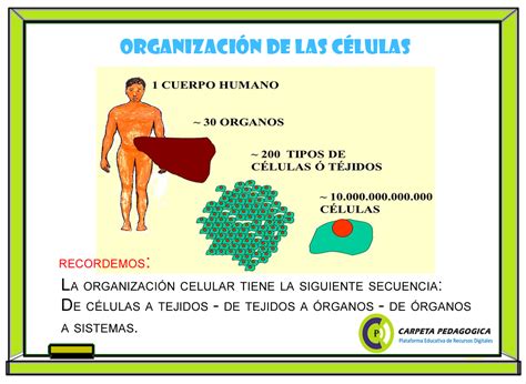 Organización de las células | Ciencias Naturales