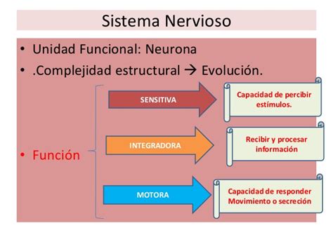 Organización general del sistema nervioso humano