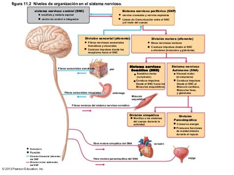 Organización y tejidos del sistema nervioso. 2013