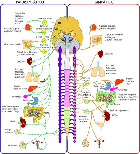 Órganos animales. Sistema nervioso. Atlas de Histología ...