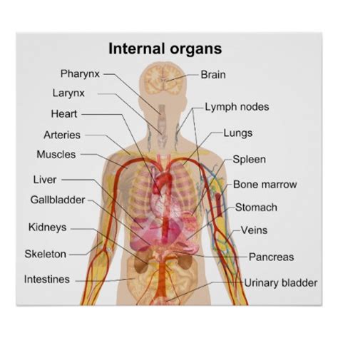 Organos del cuerpo humano con sus nombres   Imagui