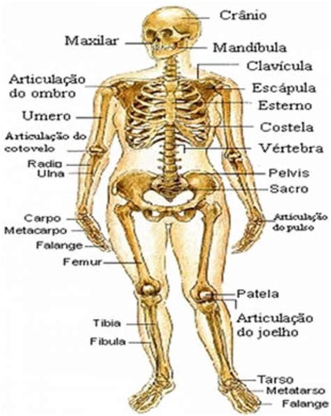Órgãos do Corpo Humano: aprenda quais são
