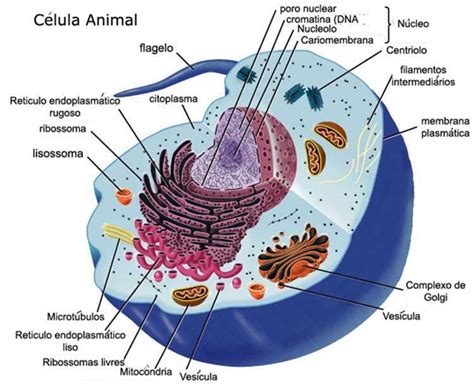 Origem do Sistema: Célula animal e suas organelas