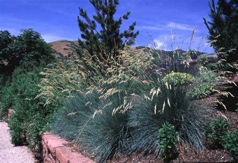 Ornamental Grasses & Clumping Plants