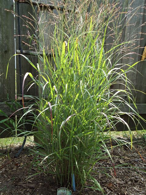 Ornamental Grasses | Terri s Notebook