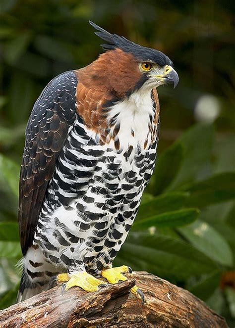 Ornate Hawk Eagle | FLORA & FAUNA OF THE WORLD | Pinterest ...