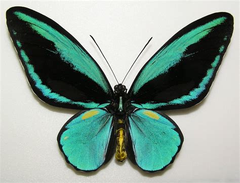 Ornithoptera Butterly  Aesacus Male Species Exotic ...