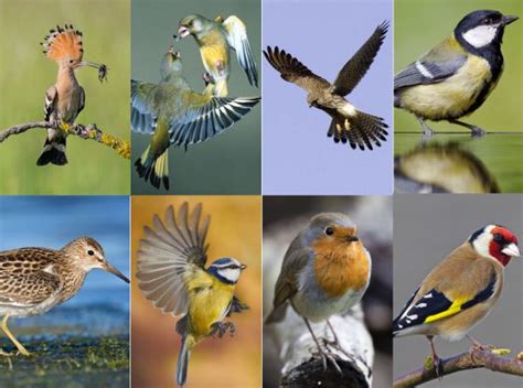 Ornitología: ¡Ya te veo, pajarito! | El Viajero | EL PAÍS