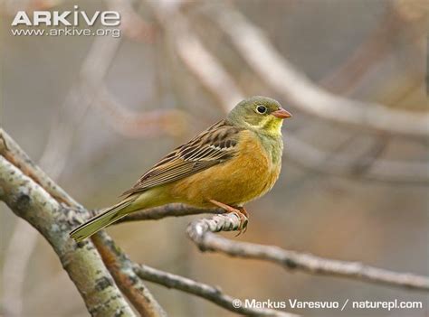 Ortolan bunting videos, photos and facts   Emberiza ...