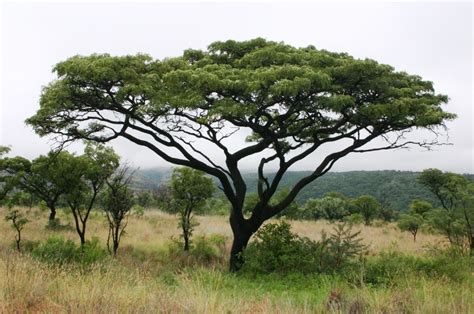 Os aspectos fisícos da África: Fauna e Flora