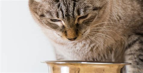 Os gatos esterilizados e os quilos a mais | Affinity Petcare