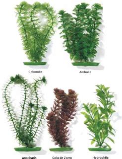 osito69: clases de plantas