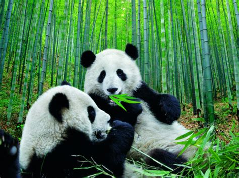 Oso panda en peligro de extinción | Animales en peligro de ...