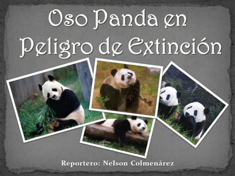 Oso Panda en Peligro de Extinción   ppt video online descargar