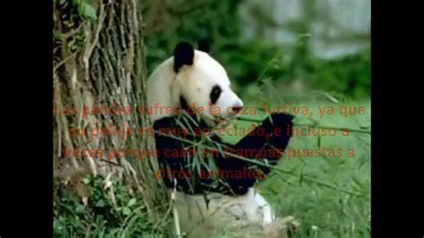 Oso Panda En peligro de Extincion   YouTube