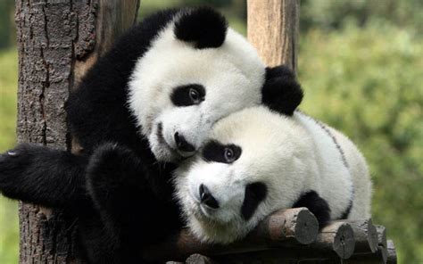OSO PANDA GIGANTE   Animales en Extinción
