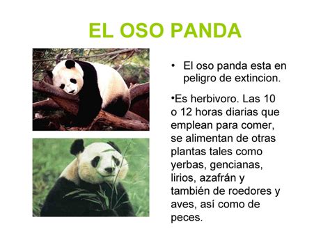 oso panda: HABITAT Y TIPS...