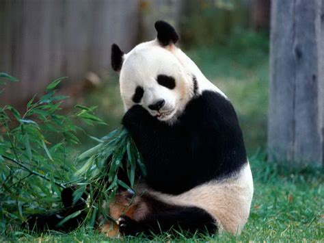Oso Panda Image   FONDOS WALL