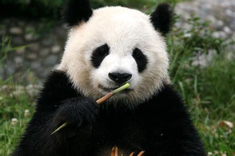 Oso Panda   Información y Características   Biología