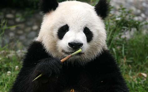 Oso Panda   Información y Características