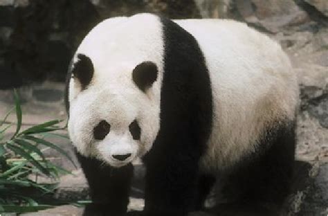 Oso panda png   Imagui