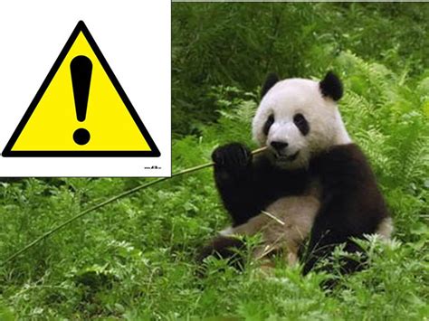 Oso Panda – Animales en Peligro de Extinción
