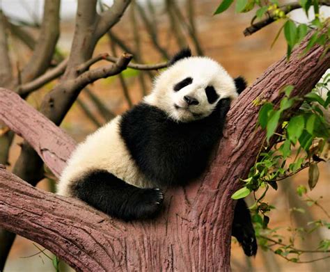Oso Panda   Tipos, Evolución, Bebé, ¿Dónde vive...