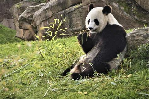 Oso Panda   Tipos, Evolución, Bebé, ¿Dónde vive...