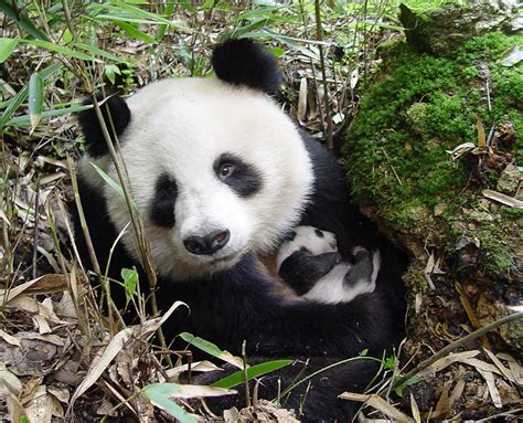 Oso Panda | WWF España