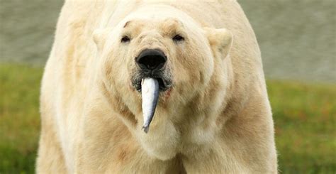 Oso polar comiendo :: Imágenes y fotos