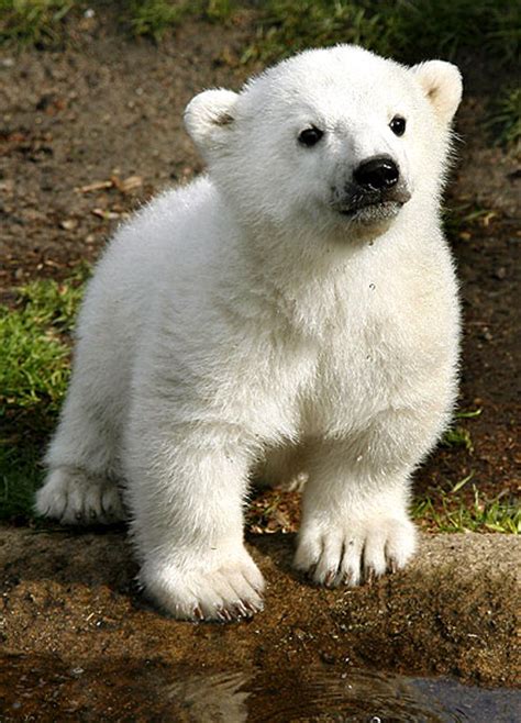 Oso polar | Informacion sobre animales
