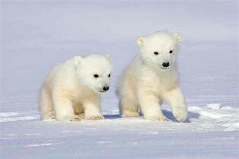 Oso polar, superdepredador que sobrevive a pesar del mal ...
