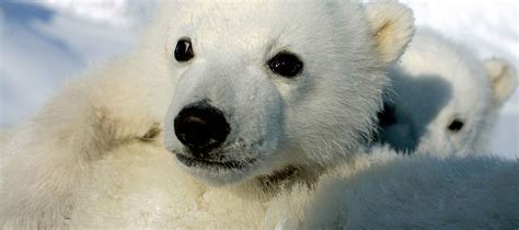 Oso Polar | WWF España
