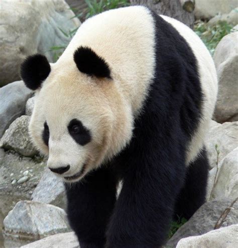Osos panda en peligro de extinción   elblogverde.com