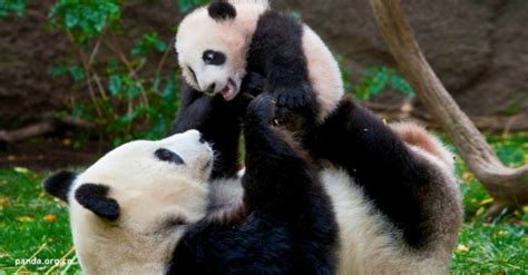 Osos Panda Ya No Estarían En Peligro De Extinción ¡Gran ...