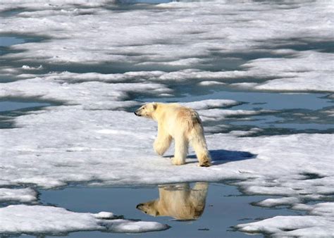 Osos polares del Ártico tienen temporadas más cortas de hielo