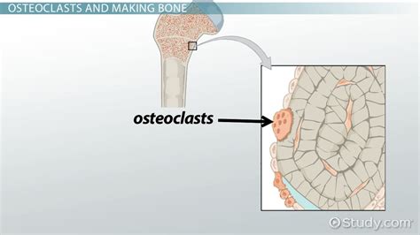 Osteoclast: Definition, Function & Formation   Video ...