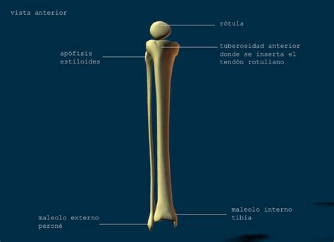 Osteología | ANATOMÍA VIRTUAL