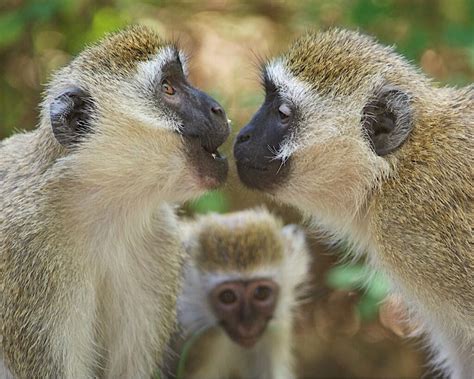 Other Primates Use Speech and Vocabulary – The Human ...