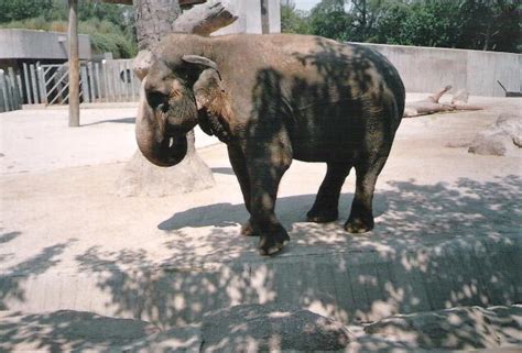 Otro elefante del zoo de Madrid   Madrid