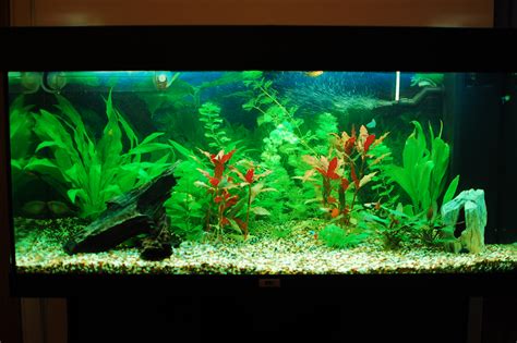 Our freshwater aquarium 30.10.2010 – Or how I made my ...