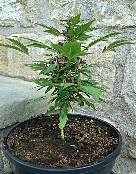 Outdoor Autoflower grow guide Autoflowering Cannabis Blog