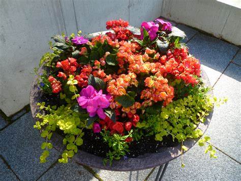 Outdoor Potted Flowering Plants