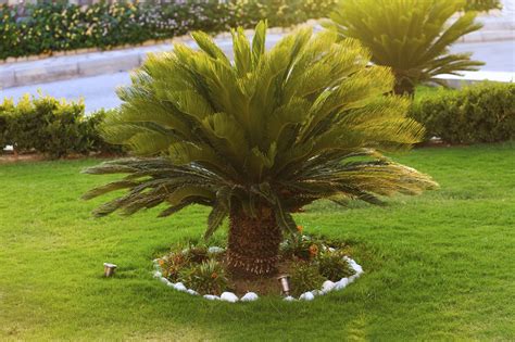 Outdoor Sago Palm Plants ? How To Care For Sago Palm Outside