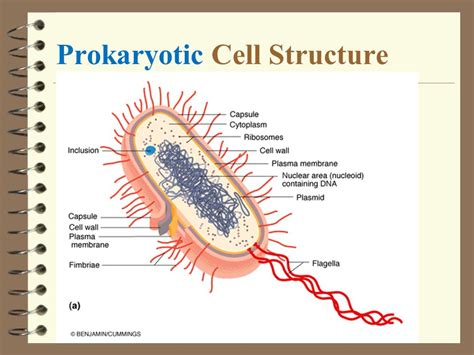 Outlines Introduction Prokaryotic cell structure ppt ...