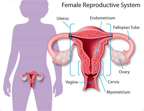 Ovarian cysts | womenshealth.gov