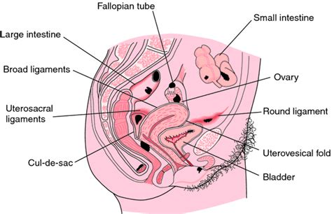 Ovarian endometriosis | definition of ovarian ...